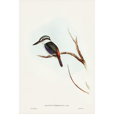 Red-backed Halcyon-Halcyon pyrrhopygia Black Modern Wood Framed Art Print with Double Matting by Gould, John