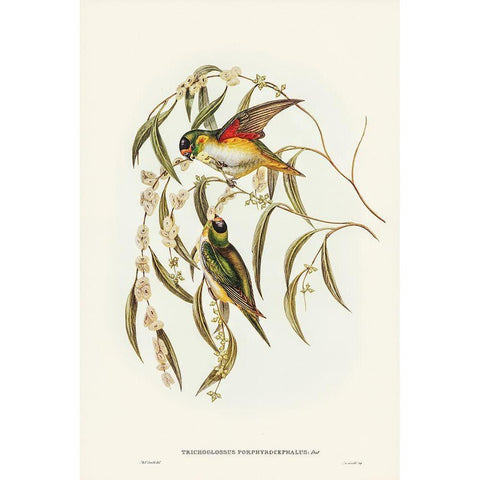 Porphyry-crowned Lorikeet-Trichoglossus Porphyrocephalus Gold Ornate Wood Framed Art Print with Double Matting by Gould, John