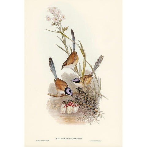 Crowned Wren-Malurus coronatus Gold Ornate Wood Framed Art Print with Double Matting by Gould, John