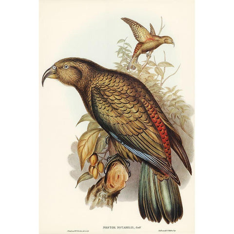 Kea Parrot-Nestor notabilis Gold Ornate Wood Framed Art Print with Double Matting by Gould, John