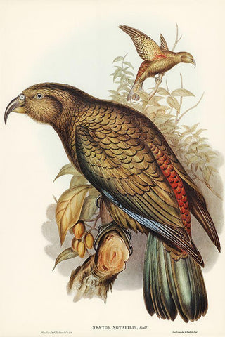 Kea Parrot-Nestor notabilis Black Ornate Wood Framed Art Print with Double Matting by Gould, John