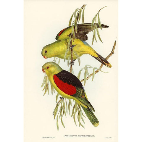 Red-winged Lory-Aprosmictus erythropterus Black Modern Wood Framed Art Print with Double Matting by Gould, John