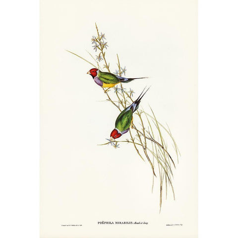 Beautiful Grass Finch-Poephila mirabilis Gold Ornate Wood Framed Art Print with Double Matting by Gould, John