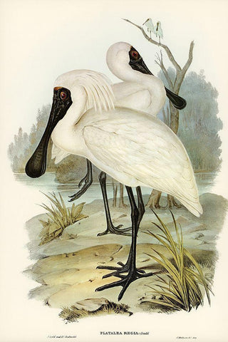 Royal spoonbill-platalea regia Black Ornate Wood Framed Art Print with Double Matting by Gould, John