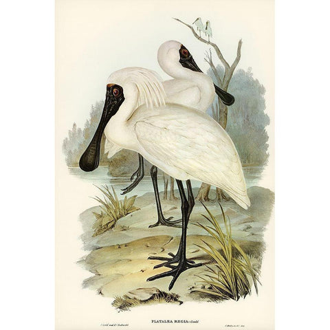 Royal spoonbill-platalea regia Gold Ornate Wood Framed Art Print with Double Matting by Gould, John