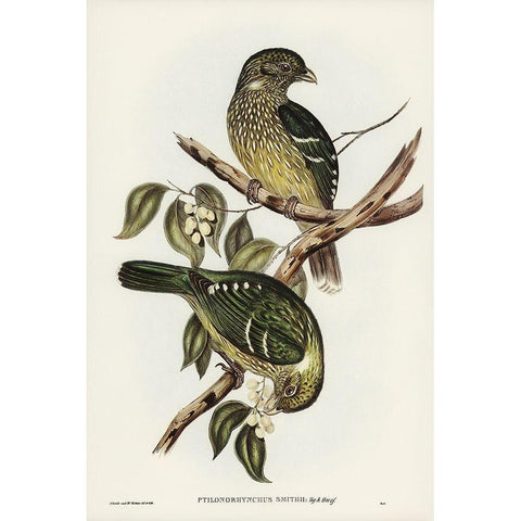 Cat Bird-Ptilonorhynchus Smithii Gold Ornate Wood Framed Art Print with Double Matting by Gould, John