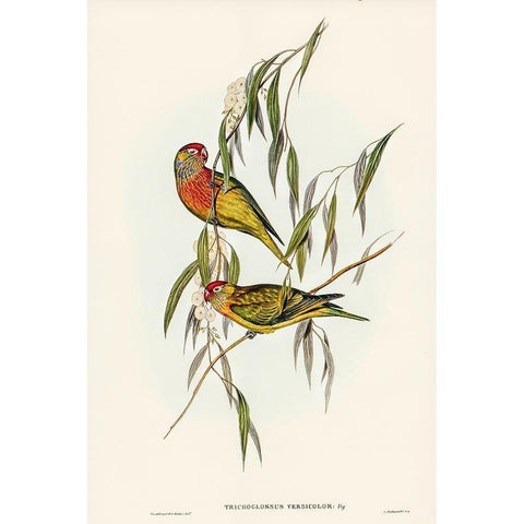 Varied Lorikeet-Trichoglossus versicolor White Modern Wood Framed Art Print by Gould, John