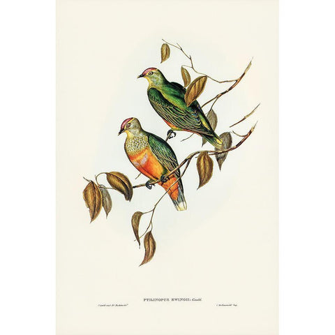 Ewings Fruit Pigeon-Ptilinopus Ewingii White Modern Wood Framed Art Print by Gould, John