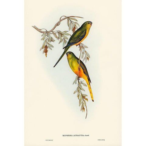 Orange-bellied Grass-Parrakeet-Euphema aurantia Gold Ornate Wood Framed Art Print with Double Matting by Gould, John