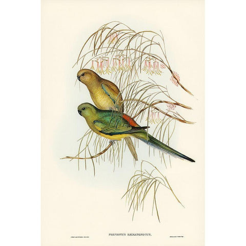 Red-backed Parakeet-Psephotus haematonotus) Gold Ornate Wood Framed Art Print with Double Matting by Gould, John