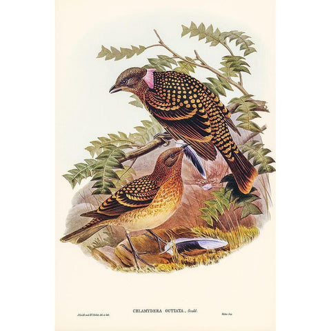 Guttated Bower-bird-Chlamydera guttata White Modern Wood Framed Art Print by Gould, John