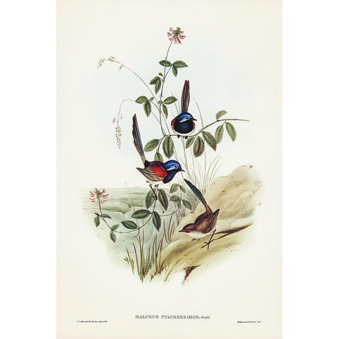 Beautiful Wren-Malurus pulcherrimus Black Modern Wood Framed Art Print with Double Matting by Gould, John