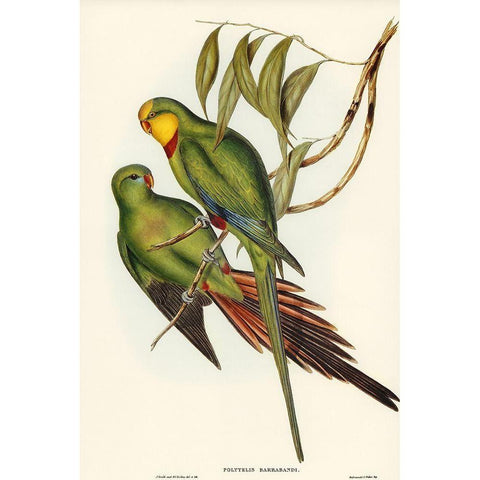 Black-tailed Parakeet-Polytelis melanura White Modern Wood Framed Art Print by Gould, John