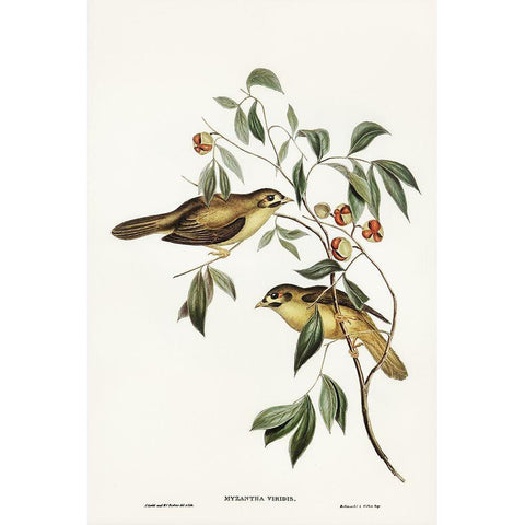 Australian Bell Bird-Myzantha melanophrys White Modern Wood Framed Art Print by Gould, John