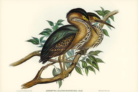 Thick-billed Green Bittern-Ardetta macrorhyncha Black Ornate Wood Framed Art Print with Double Matting by Gould, John