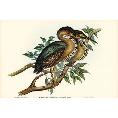 Thick-billed Green Bittern-Ardetta macrorhyncha Black Modern Wood Framed Art Print with Double Matting by Gould, John