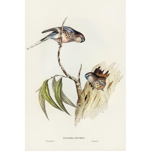 Boukes Grass-Parakeet-Euphema Bourkii Black Modern Wood Framed Art Print with Double Matting by Gould, John