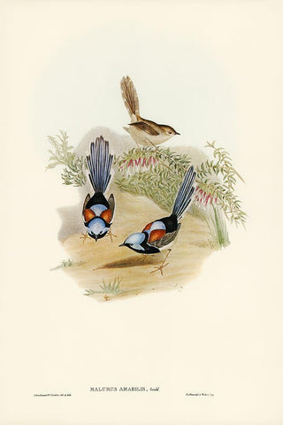 Lovely Wren-Malurus amabilis White Modern Wood Framed Art Print with Double Matting by Gould, John