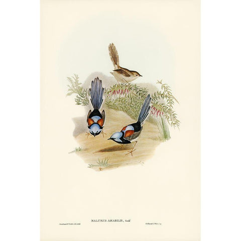 Lovely Wren-Malurus amabilis Gold Ornate Wood Framed Art Print with Double Matting by Gould, John