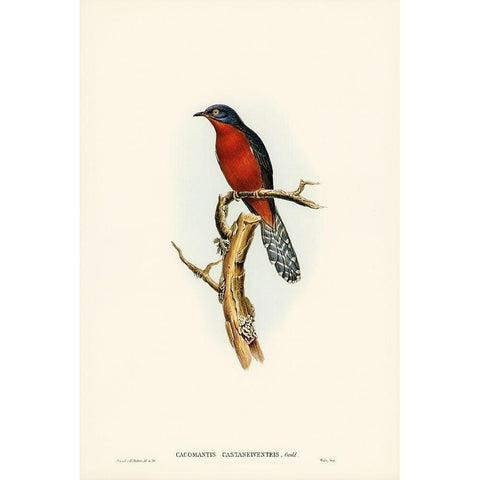 Chestnut-breasted Cuckoo-Cacomantis castaneiventris White Modern Wood Framed Art Print by Gould, John