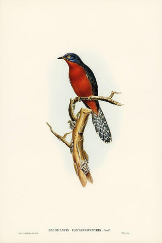 Chestnut-breasted Cuckoo-Cacomantis castaneiventris White Modern Wood Framed Art Print with Double Matting by Gould, John