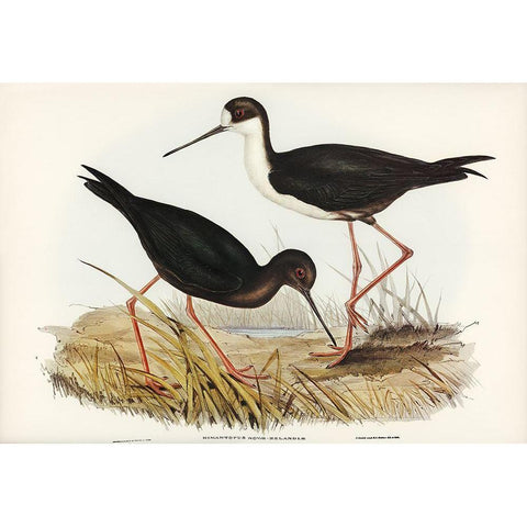 New Zealand Stilt-Himantopus Novae-Zelandiae Gold Ornate Wood Framed Art Print with Double Matting by Gould, John