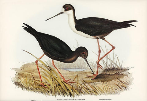 New Zealand Stilt-Himantopus Novae-Zelandiae Black Ornate Wood Framed Art Print with Double Matting by Gould, John