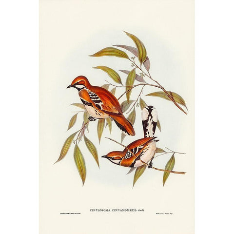 Cinnamon-coloured Cinclosoma-Cinclosoma cinnamomeus Black Modern Wood Framed Art Print with Double Matting by Gould, John