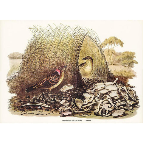 Spotted Bower Bird-Chlamydera maculata White Modern Wood Framed Art Print by Gould, John