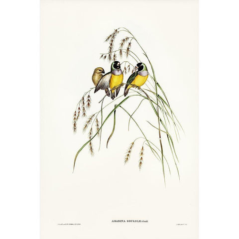 Gouldian Finch-Amadina Gouldiae Gold Ornate Wood Framed Art Print with Double Matting by Gould, John