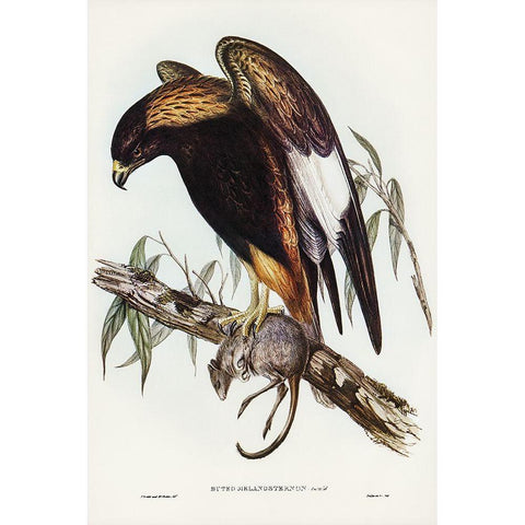 Black-Breasted Buzzard-Buteo melanosternon Black Modern Wood Framed Art Print with Double Matting by Gould, John