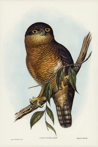 Rufous Owl-Athene rufa White Modern Wood Framed Art Print with Double Matting by Gould, John