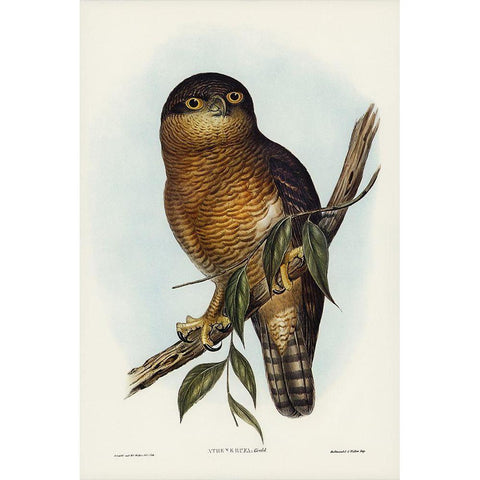 Rufous Owl-Athene rufa Gold Ornate Wood Framed Art Print with Double Matting by Gould, John