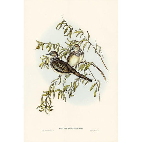 Peaceful Ground Dove-Geopelia tranquilla Gold Ornate Wood Framed Art Print with Double Matting by Gould, John