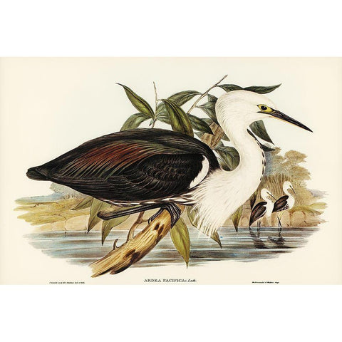 Pacific Heron-Ardea pacifica Gold Ornate Wood Framed Art Print with Double Matting by Gould, John