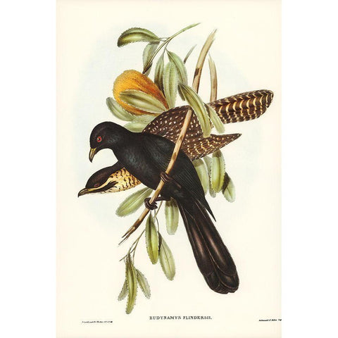 Flinders Cuckoo-Eudynamys Flindersii Black Modern Wood Framed Art Print with Double Matting by Gould, John