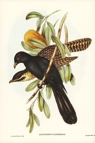 Flinders Cuckoo-Eudynamys Flindersii Black Ornate Wood Framed Art Print with Double Matting by Gould, John