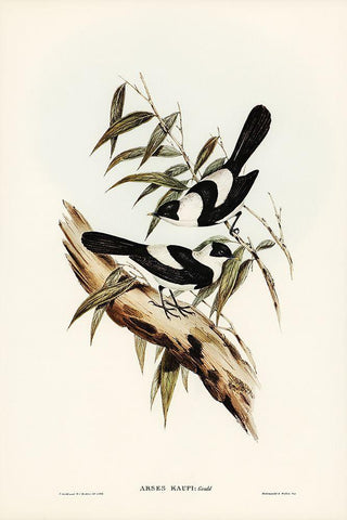 Kaups Flycatcher-Arses Kaupi White Modern Wood Framed Art Print with Double Matting by Gould, John