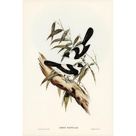 Kaups Flycatcher-Arses Kaupi Black Modern Wood Framed Art Print with Double Matting by Gould, John