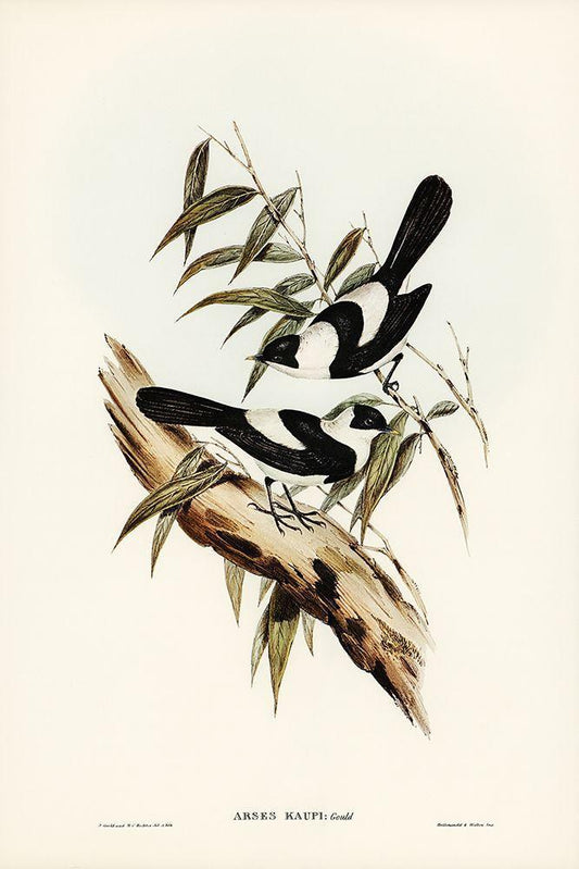 Image Only