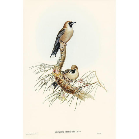 Black-faced Wood-Swallow-Artamus melanops White Modern Wood Framed Art Print by Gould, John