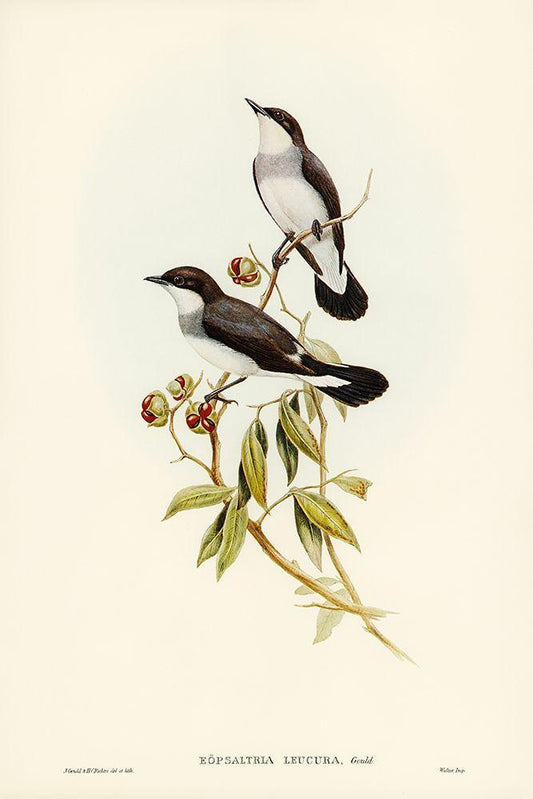 Image Only
