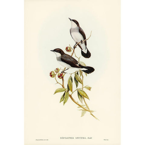 White-tailed Robin-Eopsaltria leucura White Modern Wood Framed Art Print by Gould, John