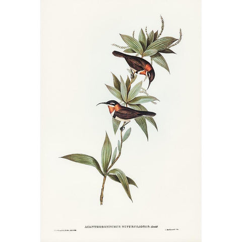 White-eyebrowed Spine-bill-Acanthorhynchus superciliosus Gold Ornate Wood Framed Art Print with Double Matting by Gould, John