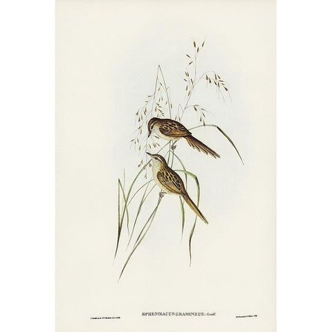 Grass-loving Sphenoeacus-Sphenoeacus gramineus Black Modern Wood Framed Art Print with Double Matting by Gould, John