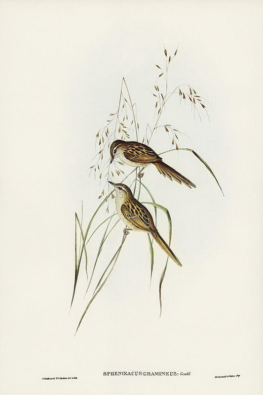Image Only