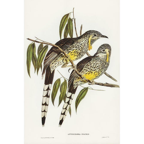 Great Wattled Honey-eater-Anthochaera inauris White Modern Wood Framed Art Print by Gould, John