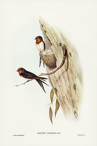 Welcome Swallow-Hirundo neoxena White Modern Wood Framed Art Print with Double Matting by Gould, John