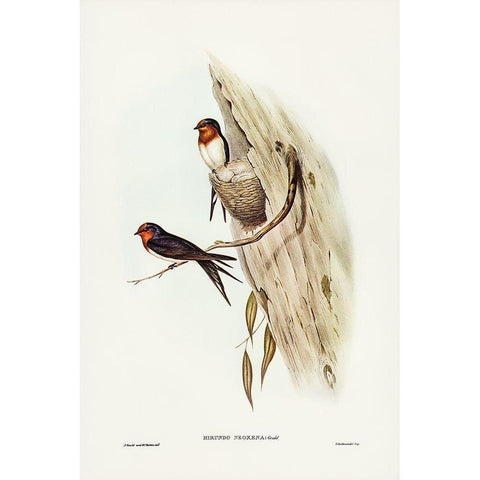 Welcome Swallow-Hirundo neoxena Black Modern Wood Framed Art Print by Gould, John