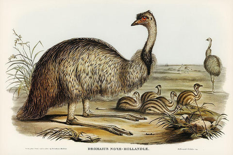 The Emu-Dromaius Novae-Hollandiae White Modern Wood Framed Art Print with Double Matting by Gould, John